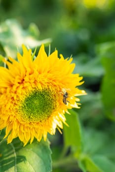 A yellow spider has caught its prey and is holding a wasp sitting on a sunflower in its tentacles. Macro shooting, close-up