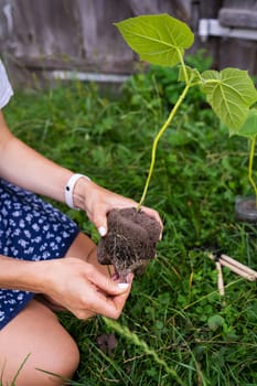 Young green paulownia tree. Cultivation of flowering trees by a gardener on an industrial scale. The process of extracting the tree from the container