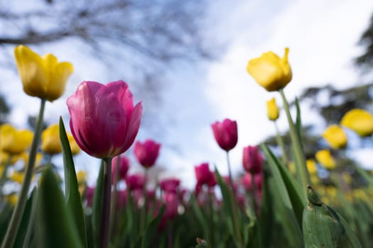 Tulips in a flower bed, yellow and pink flowers against the sky and trees, spring flowers