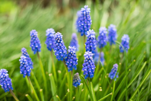 Muscary ,Muscari botryoides sp. flowers in spring garden. Muscary is common spring flowers blooming in May in small gardens. blue wildflowers on the field. High quality photo