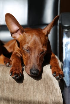 The sleeping muzzle of a dog. A big-eared dog is slumbering, a black nose and paws of a puppy that is napping. Mini pinscher . The pet is resting.
