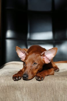 A sad dog is lying on a chair. The dog's muzzle is close. A sick pet. The pet is pining. The puppy is waiting.