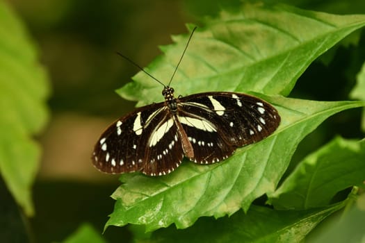 Black and white butterfly on plant