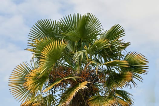 Palm tree against the blue sky