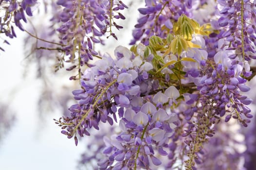 Blooming purple wisteria in spring