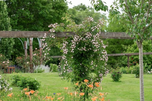 Pink roses hanging in the garden