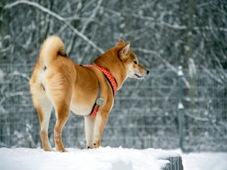 Japanese red coat dog is in winter forest. Portrait of beautiful Shiba inu male standing in the forest on the snow and trees background. High quality photo. Walk in winter