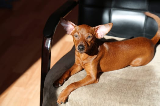 The puppy is lying on a chair. The dog is basking in the sun. The dog's muzzle is a look into the camera. A pet enjoys the sunlight. The puppy is at rest, resting.