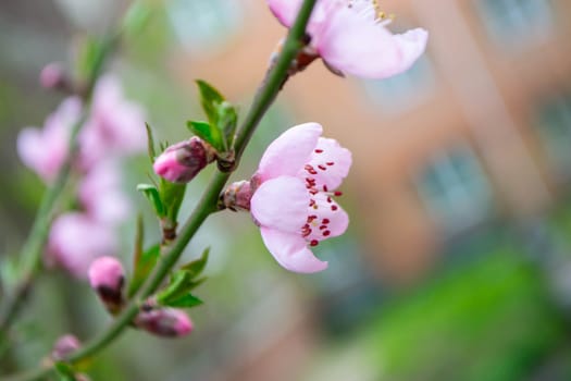 Beautiful Pink Sakura flowers, cherry blossom during springtime against blue sky, toned image with sun leak . High quality photo