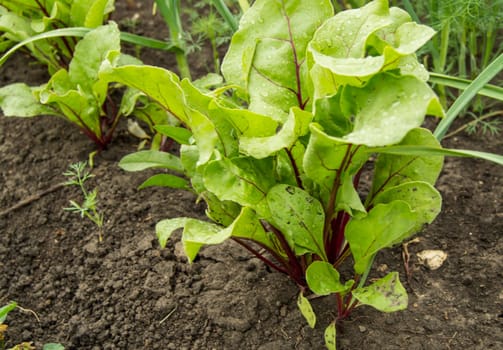 Water drops on young beet leaves, vegetable garden, soil.