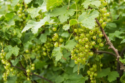 Unripe currants hanging on a Bush on a Sunny summer day in the garden.