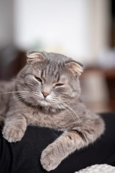 Beautiful striped gray cat. A domestic cat is lying on the sofa. A cat in a home interior. Image for veterinary clinics, websites about cats. selective focus