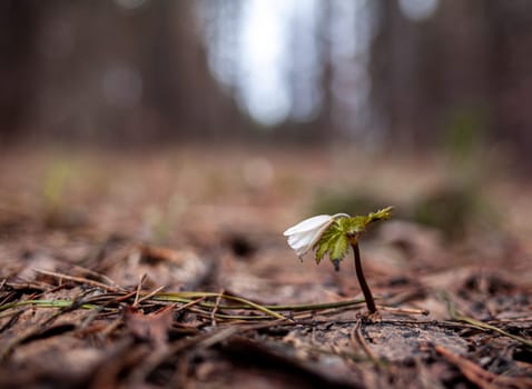 Snowdrops in the forest with beautiful soft light marking the coming of spring. Spring awakening of flowers in forest on background of sunshine