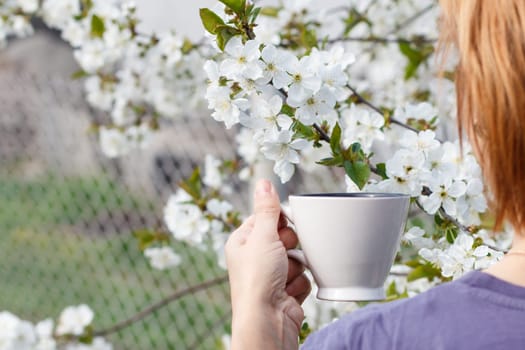 Woman holds a white porcelain cup with flowering cherry tree on the background. Selective focus on a cup.