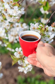 Female hand holds a porcelain cup of coffee with flowering cherry tree on the background. Selective focus on cup.