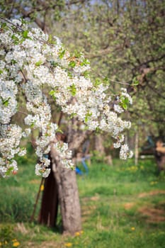 Close-up branches of cherry tree in the period of spring flowering on blurred natural background. Selective focus on flowers.