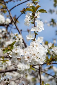 Branches of blooming cherry tree in a spring orchard with blue sky on the background.