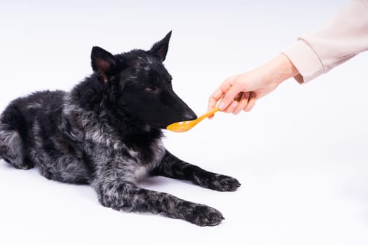 Woman feeding mudi dog on a studio or at home, closeup