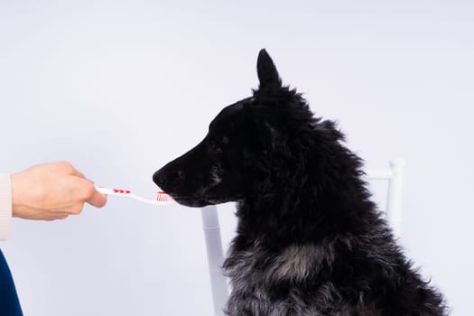 Brushing dog's teeth. Male hand holds animal toothbrush. Pet hygiene concept.