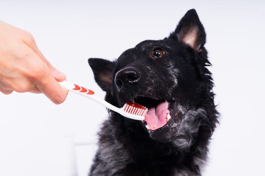 Brushing dog's teeth. Male hand holds animal toothbrush. Pet hygiene concept.