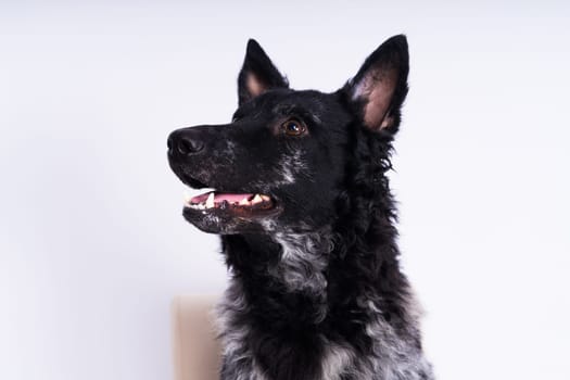 Black curly dog closeup portrait in a studio, posing, smiling