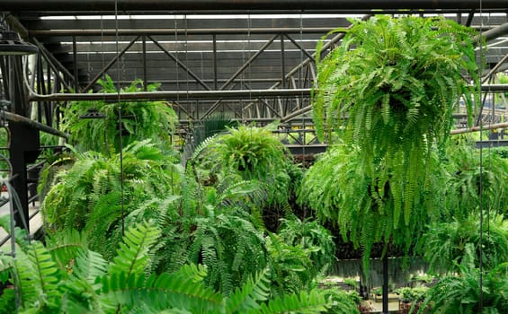 Ferns with green leaves in hanging baskets. Charming indoor hanging garden. Boston fern plants in hanging pot decoration in garden. Beautiful design of fern garden. Care of ferns in hanging baskets.