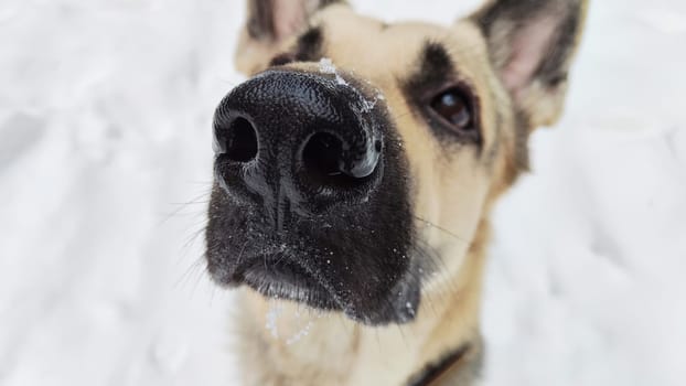 Portrait and bit muzzle of Dog German Shepherd and black nose. Russian eastern European dog veo and partial focus