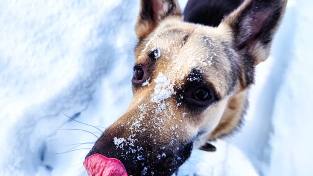 Dog German Shepherd in winter day and white snow arround. Waiting eastern European dog veo and white snow