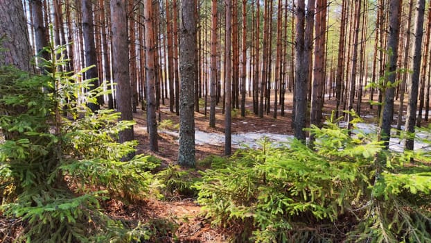 View of forest lake through the slender trunks of pine trees on a sunny spring day. The ice where the sun shines. Landscape with Sun through trees and shadows