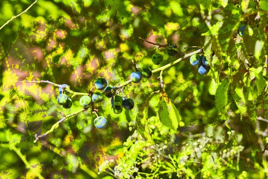 an oval fleshy fruit that is purple, reddish, or yellow when ripe and contains a flattish pointed pit