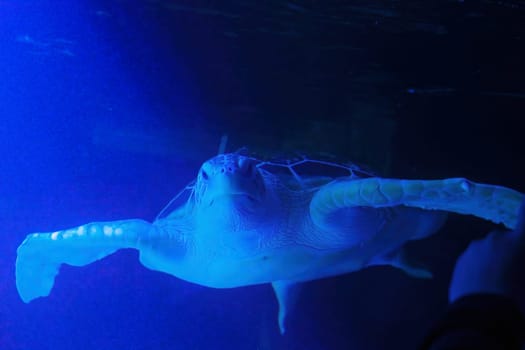 Giant turtle swimming above a coral reef close up. Sea turtles are becoming threatened due to illegal human activities. download image