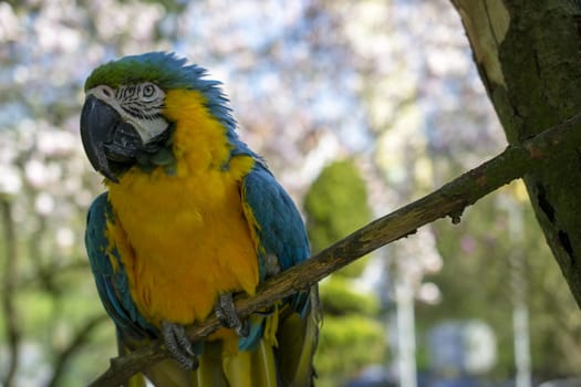 Blue-and-Yellow Macaw . Ara Ararauna. High quality photo