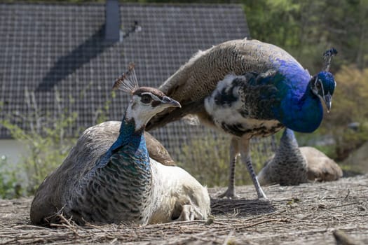 Indian peafowl. Dancing to attract the peahen. Also known as Pavo cristatus. High quality photo