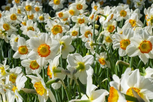 Narcissuses growing in a summer garden. High quality photo