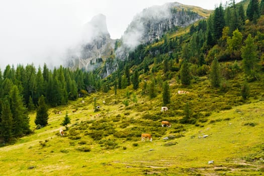 Cattle and sheep graze contentedly on the lush grasses of the mountain pasture and grazing lands.