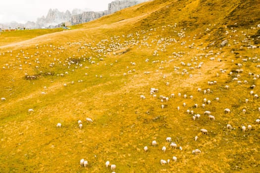 Flocks of sheep run looking for place to graze on mountain meadow. Herd of fluffy animals explores hillside meadow of Alpine mountains
