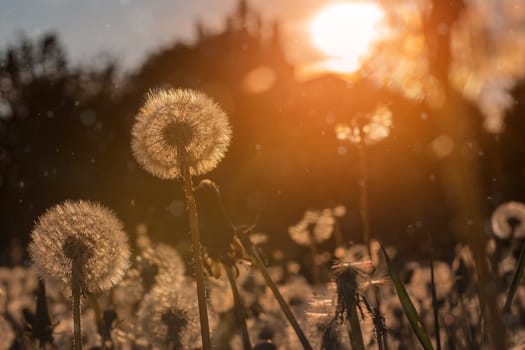 Fluffy dandelions glow in the rays of sunlight at sunset in the field.