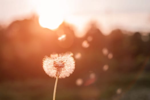 Fluffy dandelion glow in the rays of sunlight at sunset in the field.