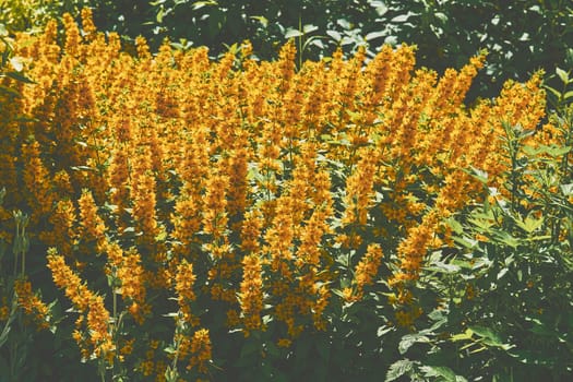 any of various tall plants that bear upright spikes of flowers.