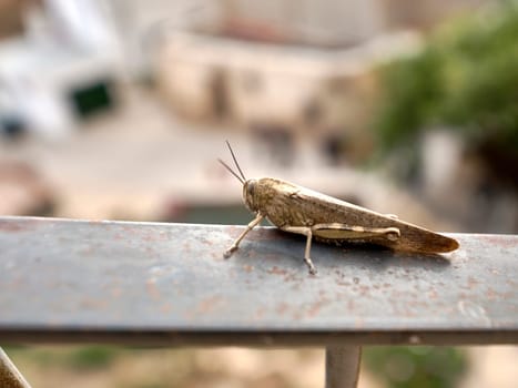 A grasshopper on a metal fence, background out of focus.Detail and macro photography, texture,