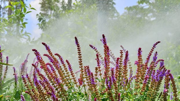 the supply of water to land or crops to help growth, typically by means of channels.