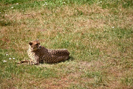 A geopard, lying on the grass of the savannah. solitary, empty space, sunny, quiet, spectation flowers
