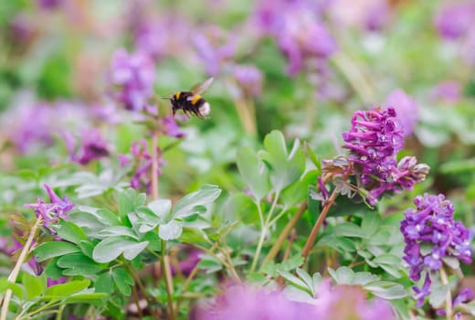 Bumblebee collects pollen from wildflowers. Photo in motion.