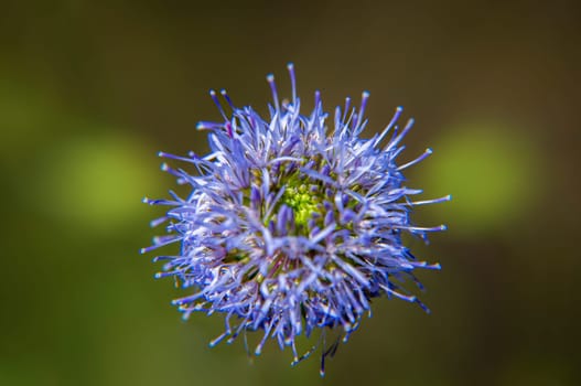Blue blooming flower of jasione laevis plant. Family campanulaceae. Astroflower plants. A beautiful blue flower. Beauty of nature. Macro photography. Background image.