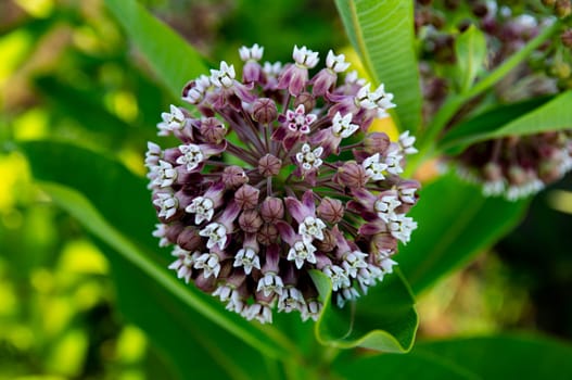 Flower of the plant asclepias syriaca of the apocynaceae family. Flowers honey plants. Blooming asclepias syriaca. Weed plants. Beauty in nature. background image.