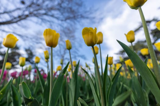 Tulips in a flower bed, yellow and pink flowers against the sky and trees, spring flowers