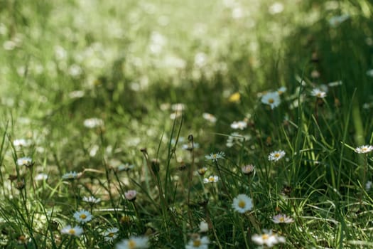 field of spring daisy flowers, natural background.