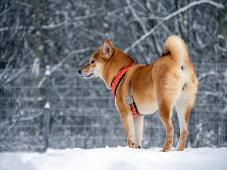 Japanese red coat dog is in winter forest. Portrait of beautiful Shiba inu male standing in the forest on the snow and trees background. High quality photo. Walk in winter