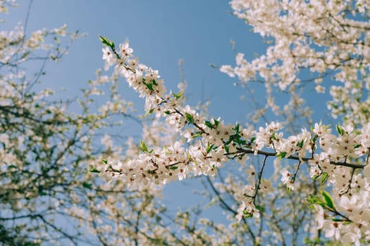 Spring cherry plum, flowering branch, against the blue sky.Selective focus