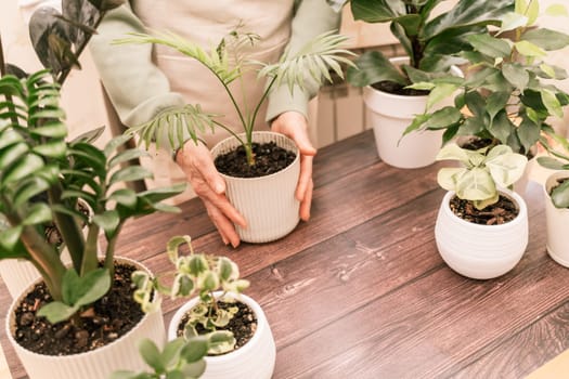 Home gardening, hobby, freelancing, cozy workplace. Grandmother gardener housewife in an apron holds a pot of Chamaedorea elegans in her hands.